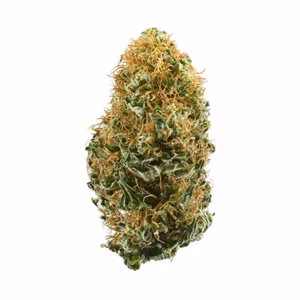 White Widow Strain Uk